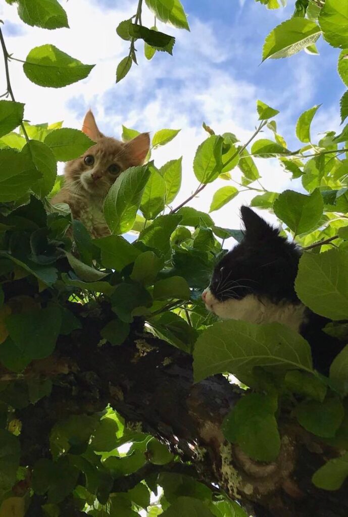 Katter sinnen skriva
